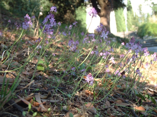 Prospero autumnale / Scilla autunnale